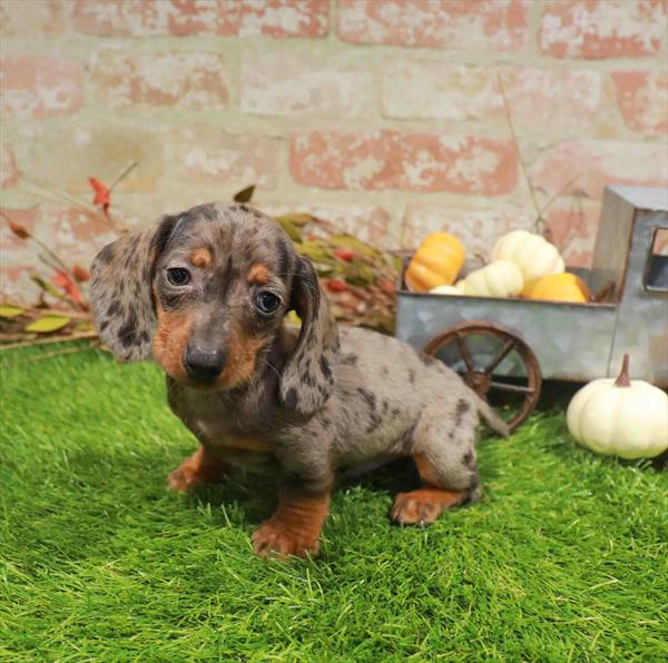 Smokey, Dachshund, Image 1