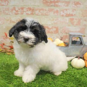 Havanese – 485