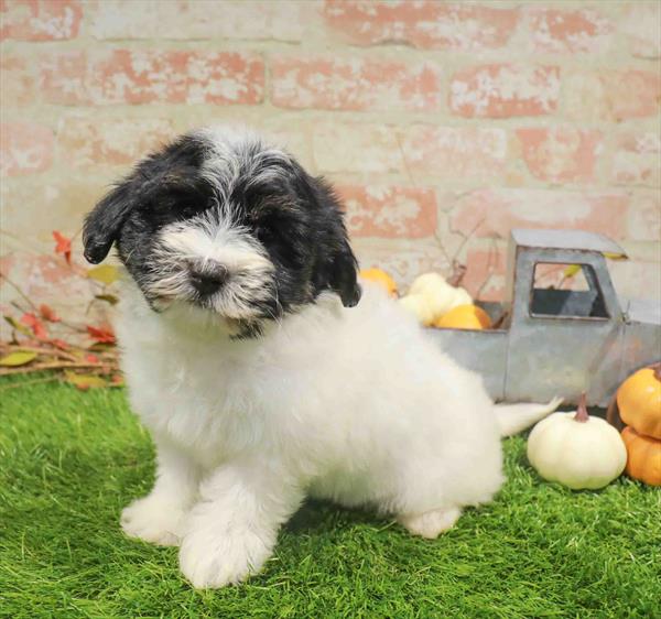Sally, Havanese, Image 1