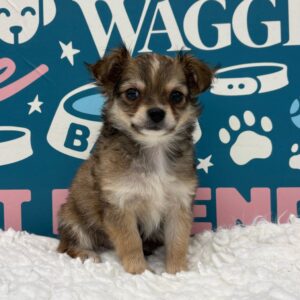 Chihuahua – 481