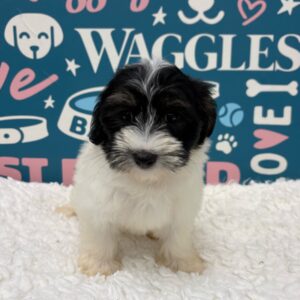 Havanese – 485