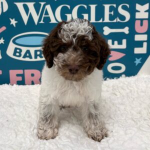Poodle – 484