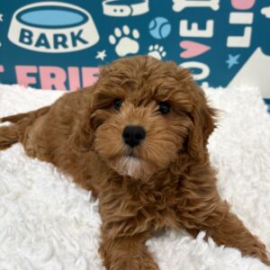 Cavapoo – 475