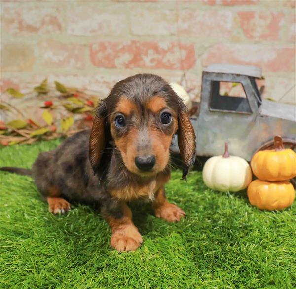 Pepper, Dachshund, Image 1
