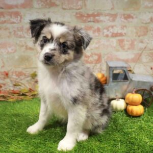Mini Aussie – 487