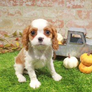 Cavalier King Charles Spaniel – 488