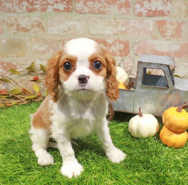 Buckey, Cavalier King Charles Spaniel, Image 1