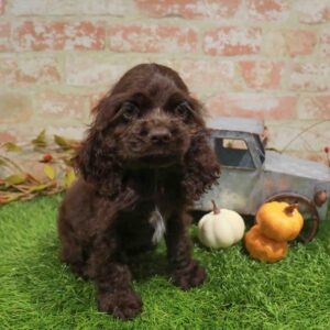 Cocker Spaniel – 489