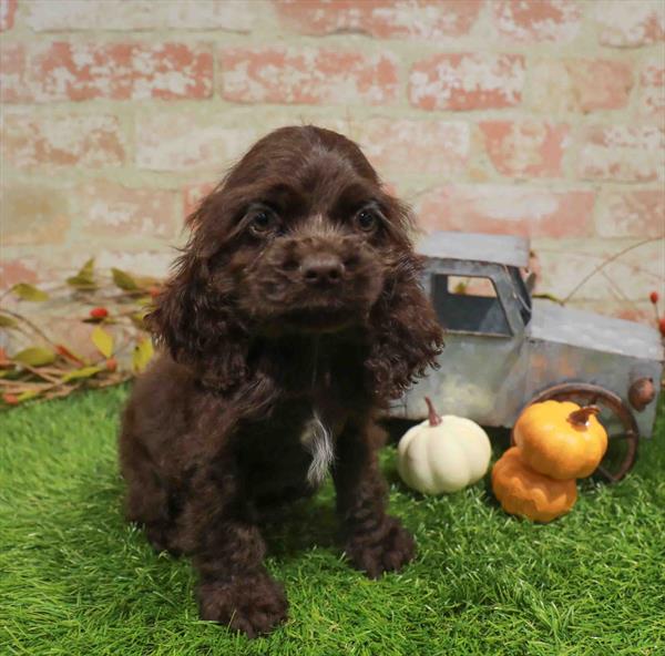 Loki, Cocker Spaniel, Image 1
