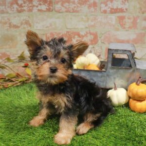 Silky Terrier – 490