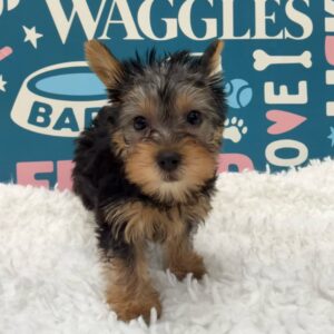 Silky Terrier – Nebula dog breed