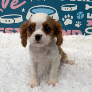 Cavalier King Charles Spaniel – Buckey