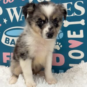 Mini Aussie – Storm