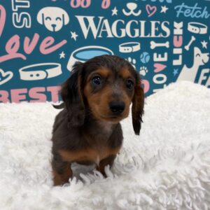 Dachshund – Pepper dog breed