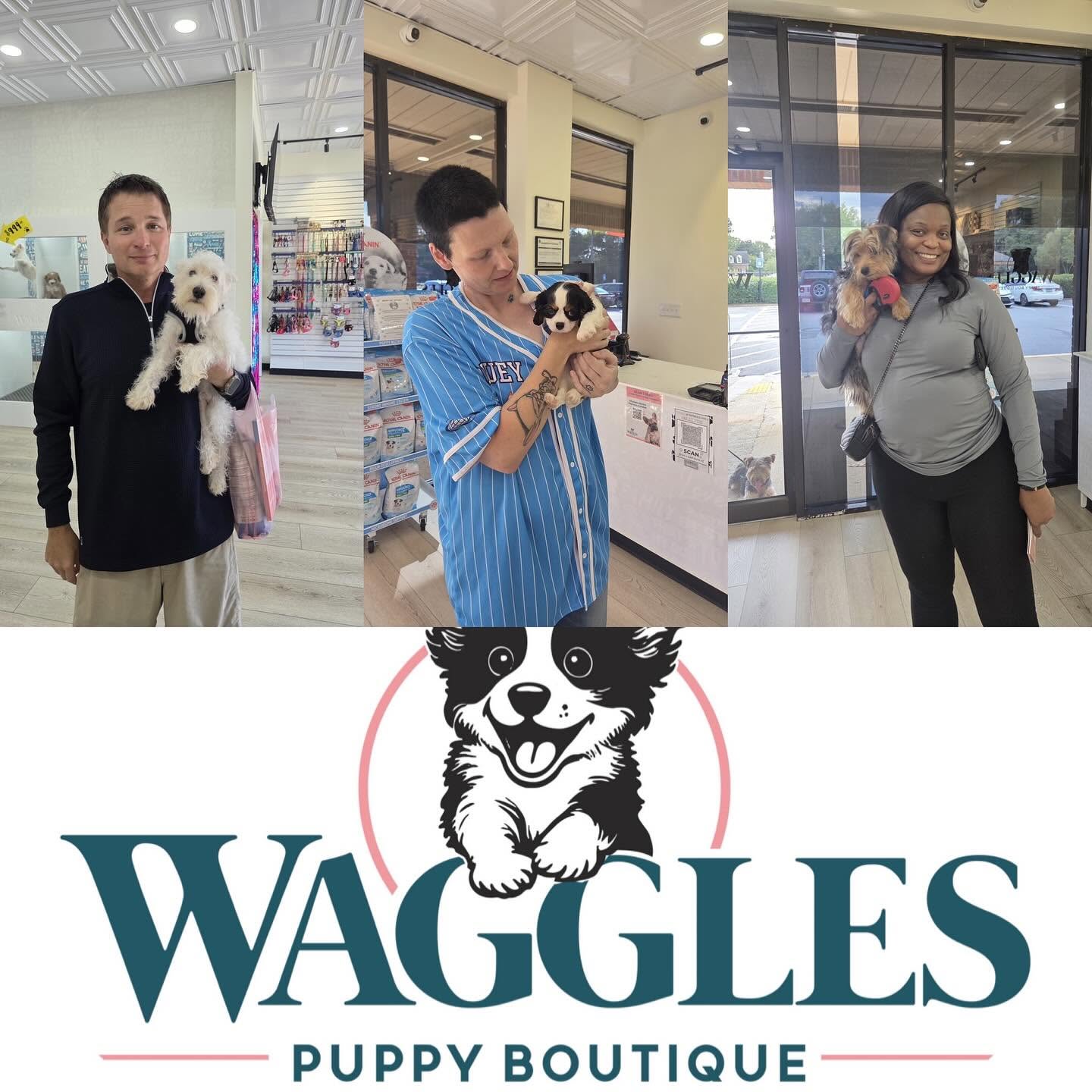 A collage of people holding puppies above the Waggles Puppy Boutique logo